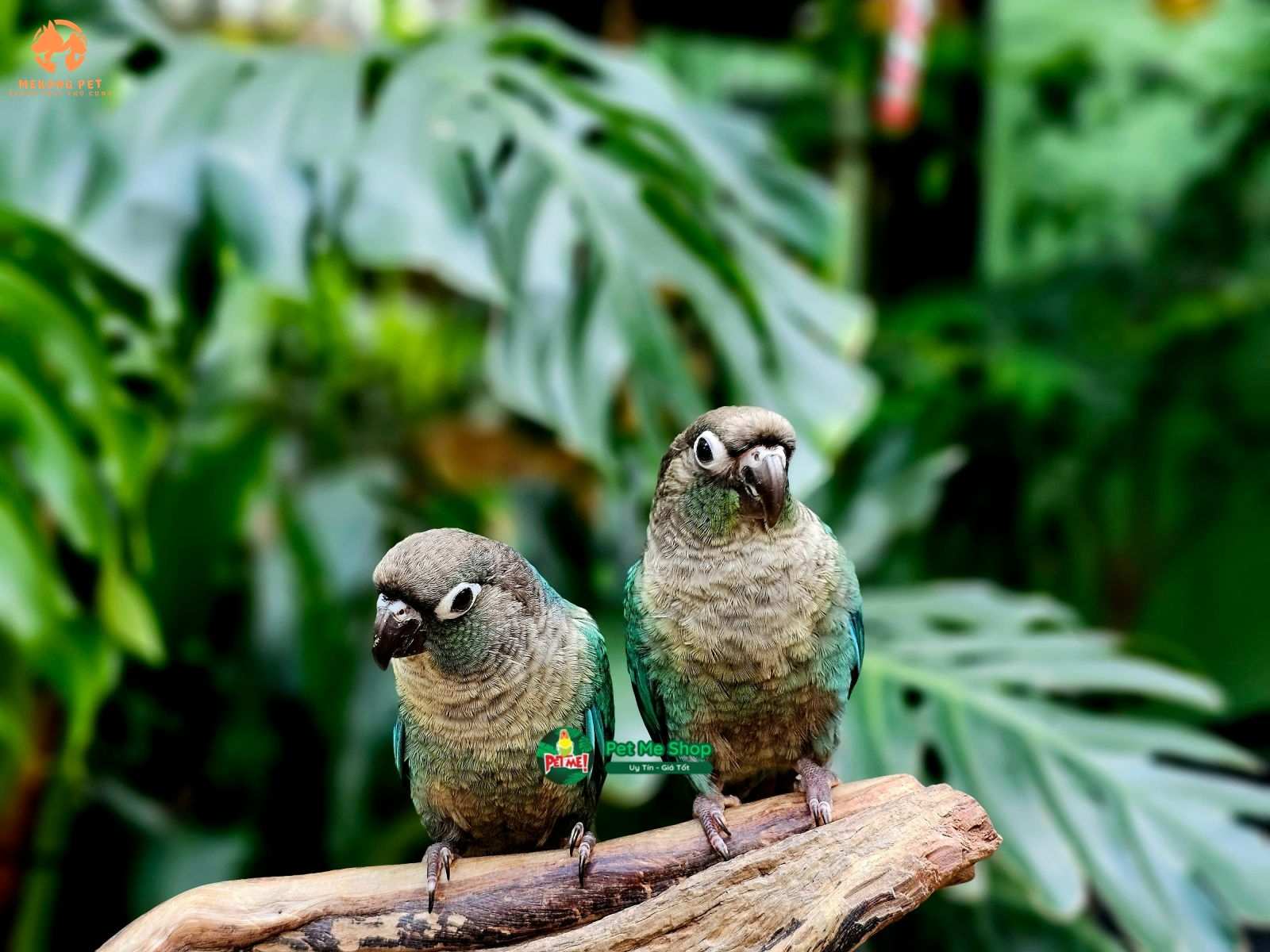 Mua Bán Vẹt Green Check Conure (vẹt má xanh) Tại TP.HCM